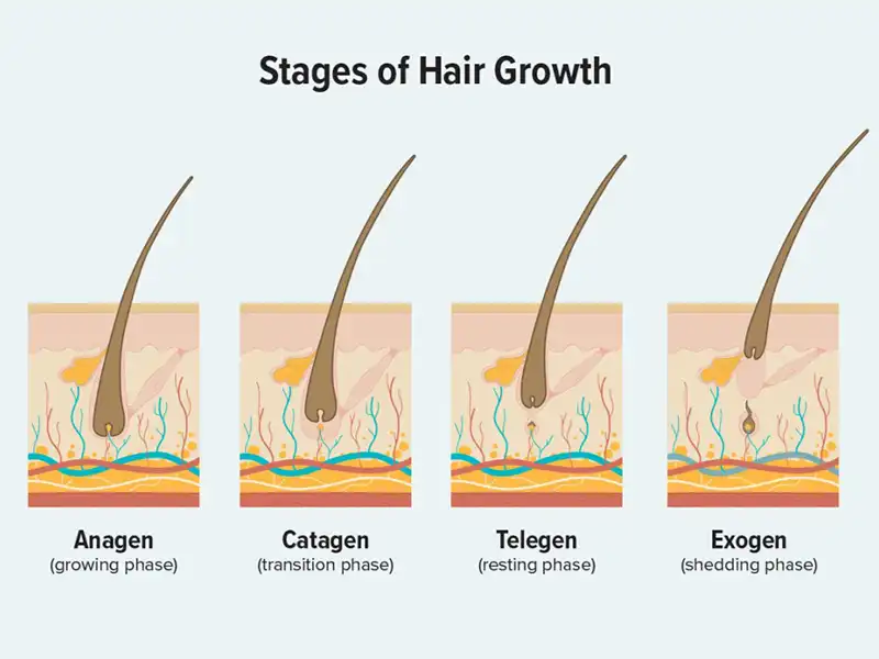 Stages of hair growth
