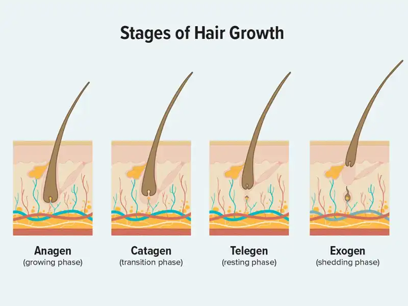 фазы роста волос